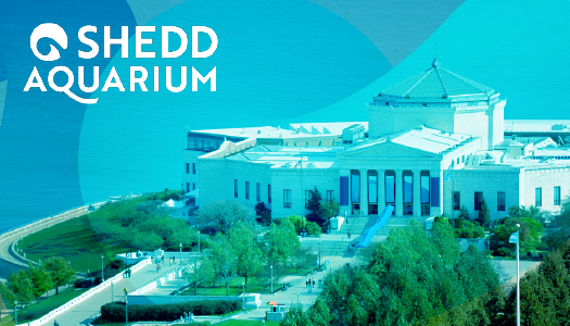 Shedd Aquarium Teaser Image